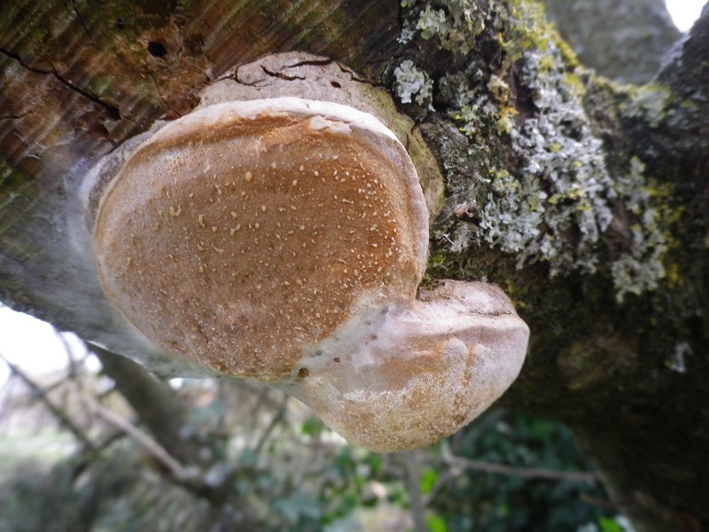 Phellinus o altro? (Phellinus tuberculosus)